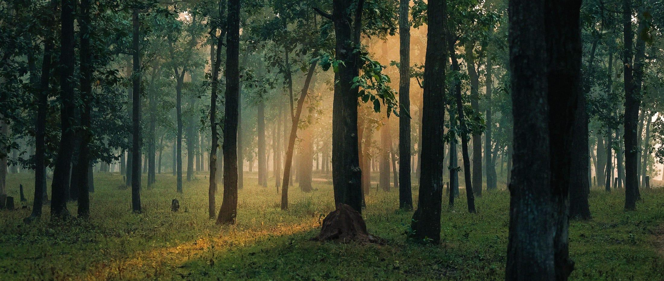 golden hour forest with warm light rays filtering through the trees